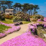 Purple wild flowers surround houses overlooking the ocean in Pacific Grove, California.