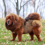 A red-brown Tibetan Mastiff dog standing in a grassy field