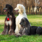 Three afghan hound dogs on a grassy meadow