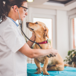 Veterinarian conducting a checkup on at dog at the veterinarian clinic