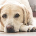 Yellow labrador retriever laying on the floor with his face on his front paws.