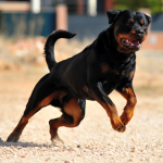 A Rottweiler bears its teeth as it jumps