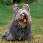 A Skye Terrier dog sitting on grass with its tongue out