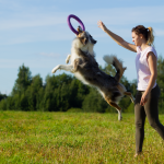 Brown and white border collie leaps up to catch a purple ring thrown by a person
