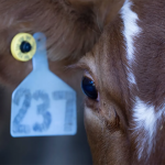 close up of brown cow face and ear with tag visible