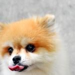 A closeup of the head and face of a Pomeranian dog.