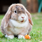 Brown and white rabbit sitting on grass with a piece of carrot