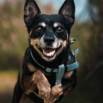 Lancashire heeler dog wearing a turquoise harness and leaping.