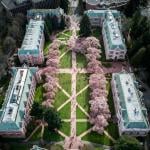 Sakura Cherry blossoms on the University of Washington, Seattle, campus.