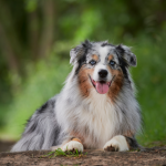 An Australian Shepherd sitting on the ground surrounded by greenery