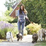 Professional dog walker walking 4 dogs on leashes on a sidewalk