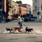 Dog walker crosses intersection with 3 dogs and city in the background.