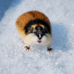 An Arctic Lemming standing on ice