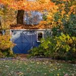 Blue she shed in backyard surrounded by autumn leaves turning yellow and orange.
