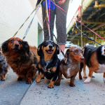 A pack of dogs, most dachshunds, being walked by single person in the background on city sidewalk