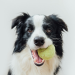 Portrait of a border collie with a tennis ball in its mouth
