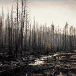 Burnt forest after the Trap Creek wildfire in Idaho in September 2020.