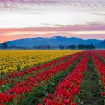 Red and yellow tulips growing in the large fields of Skagit Valley.