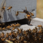 Asian hornet invading a honeybee hive.