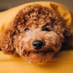 Close-up of a small curly-haired poodle lying on the bed and peeking out from under a  yellow blanket