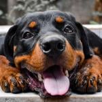 Rottweiler dog with its tongue hanging out.