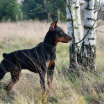 A German Pinscher standing by a tree in a grassy field