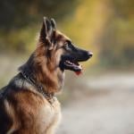 A long-haired female german shepherd dog sitting on the road with its tongue out.