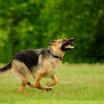 German Shepherd dog running in a grassy field