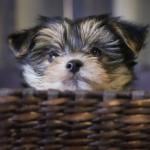 A yorkie puppy in a basket.
