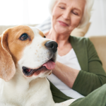 Senior person petting their beagle dog.