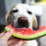 A Labrador Retriever eating a watermelon