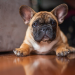 French bulldog puppy in focus laying on the hardwood floor.