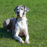 A grey and white Great Dane sitting on grass