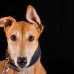 Greyhound dog on a black background.