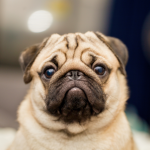 A pug dog looks directly at the camera.