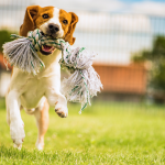 A beagle running in the grass with a rope toy in its mouth.