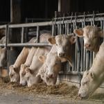 A herd of cows on a farm.