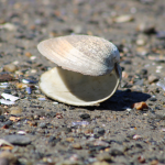 An open clam shell resting in the sand on a beach