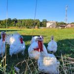 White turkey birds on a field of grass.