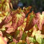 Red and green barrenwort leaves also known as 'horny goat weed'.