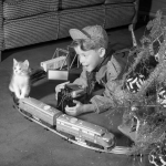 Young boy dressed as an engineer and his kitten play with a train set next to a Christmas tree