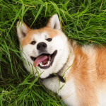 Akita Inu dog lying on green grass with tongue out