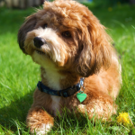 A red-brown Havanese dog playing in grass