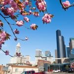 A cherry blossom tree with a city view of downtown Seattle, WA.