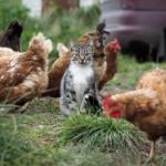 Tabby cat sitting among a flock of chickens in the grass.