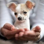 Chihuahua puppy sits in the hands of its owner.