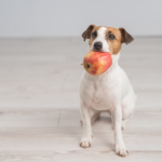 Jack Russell Terrier dog holding an apple in its mouth