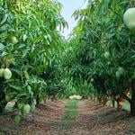 Six varieties of mangoes line the fields at PapaMango in Sicily.