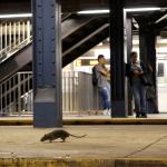 A rat looking for food in a New York City subway station platform.