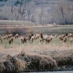 A vast land with a herd of deer.